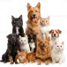 Pet Supplies